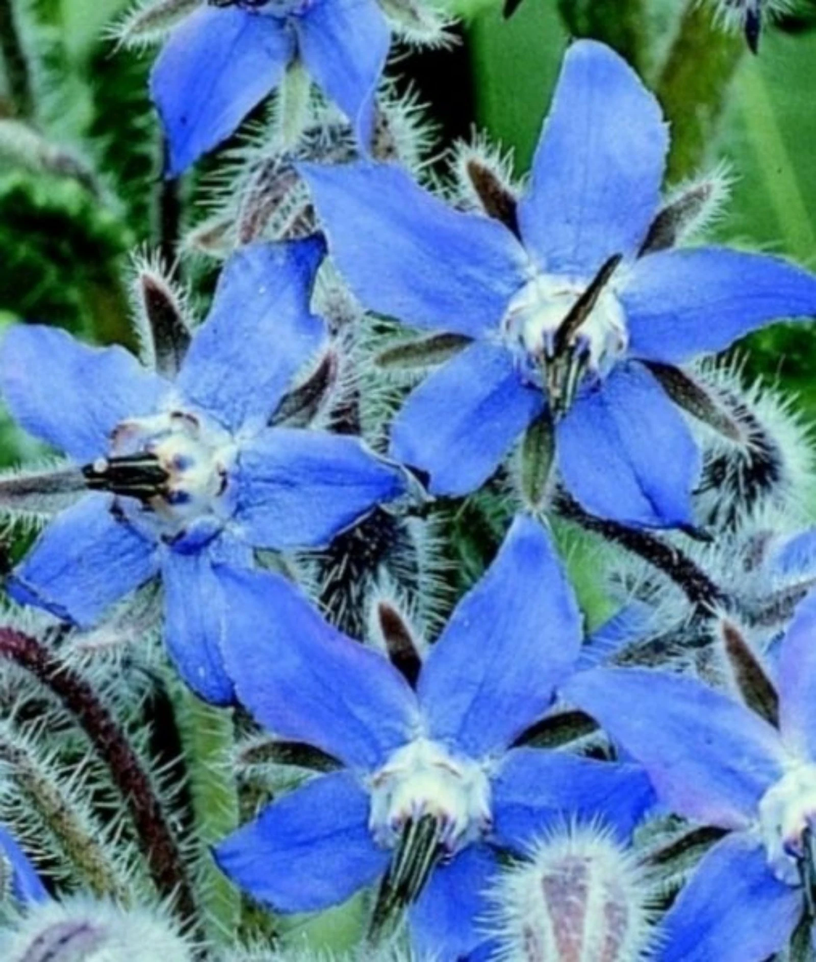 Oorbellen Borago naturel – photo 5